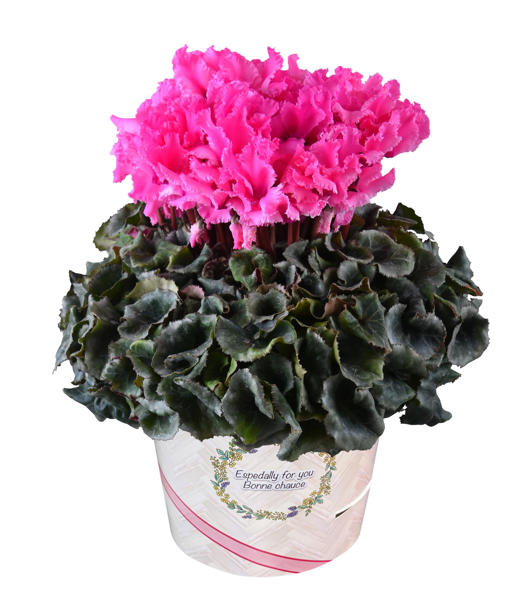 Amazon | 花のギフト社 シクラメン ギフト プレゼント 花 鉢植え 鉢花